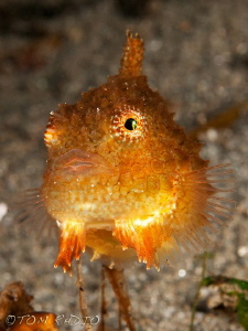 Spiny Pacific Lumpsucker
Seattle, WA, U.S.A. by Tom Radio 